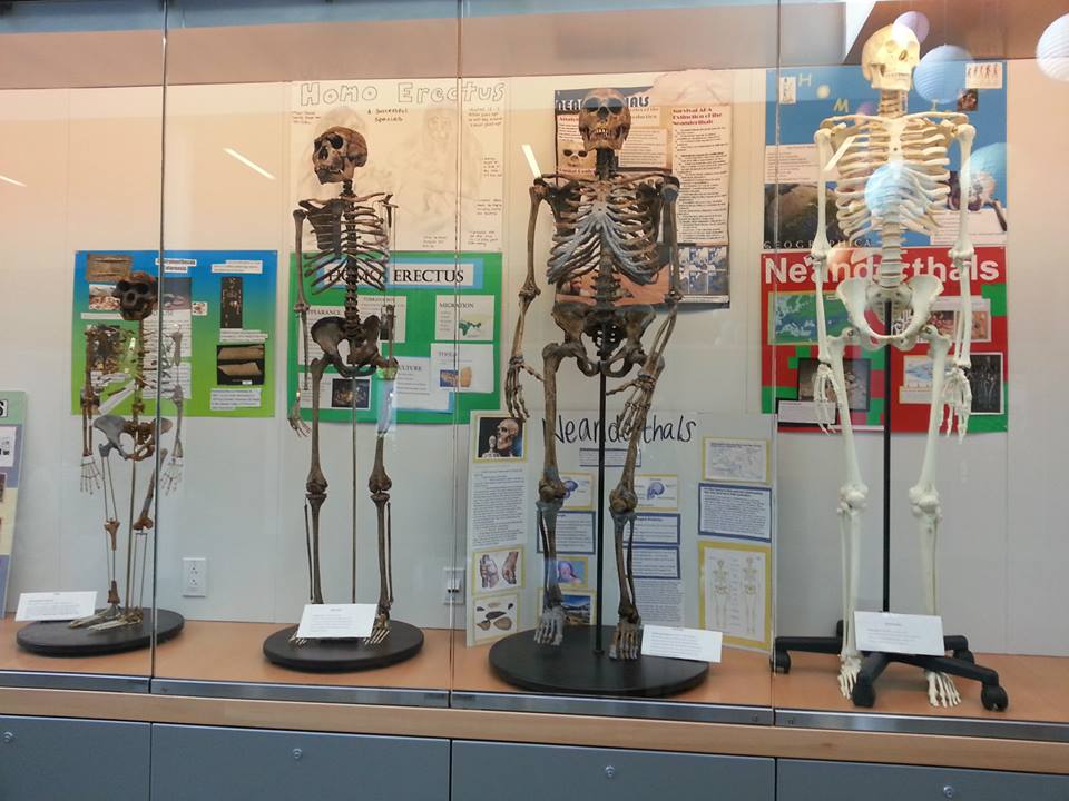 Skeletal models