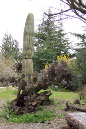 Saguaro